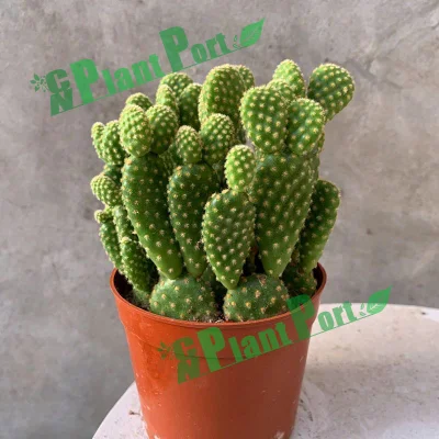 Pequeños sucesores de Cactus Opuntia microdasys (Lehm.) Pfeiff. Plantas vivas de la vivero de raíz rara