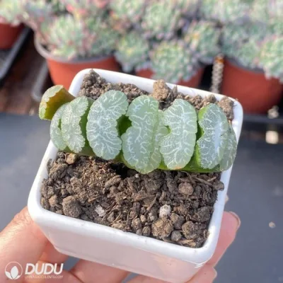 Dudu Mayoreo Lape Yu Ji Hawitonia Natural Live Succulent