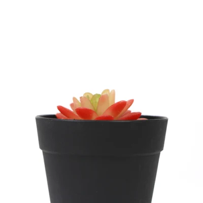 La decoración de la Oficina de alta calidad Tacto Real en el interior las plantas suculentas para mesa de café