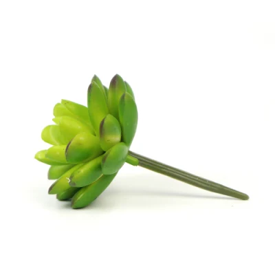 Comercio al por mayor en el interior de alta calidad Tamaño Personalizado suculentas natural de plantas vivas para la decoración