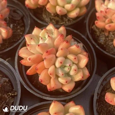 Dudu Nueva llegada Real Echeveria Wraith Doble cabeza Natural en vivo Succulent