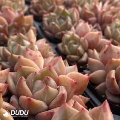 Dudu Tipo de Echeveria rara Charlotte Doble cabeza Natural en vivo Suculento