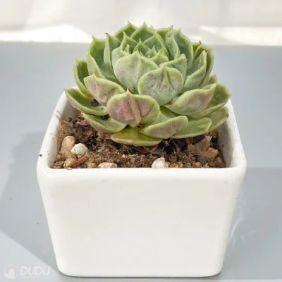 Dudu Hot Sale Real Onslow Echeveria Natural Live Succulent