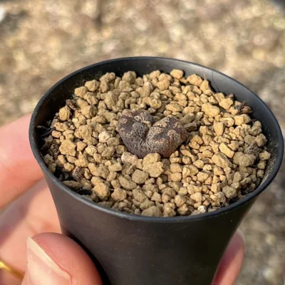 Conophytum Pellucidum interior al por mayor (1-3cabeza/Pot) natural de vivir plantas suculentas Lithops