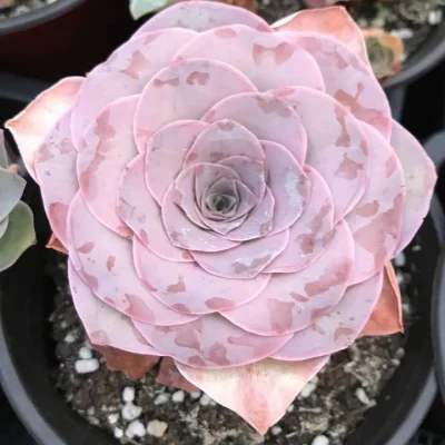 Pequeño bonsai color rosa sucesor de Wholesales