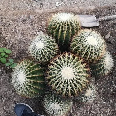 Jardín de Plantas Suculentas Plantas de vivero de plantas ornamentales de Cactus