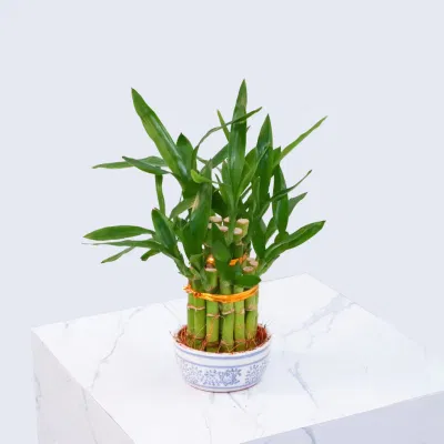Torre Bambú trenzado S3 Lucky Bamboo suculentas Vivero Mayorista de jardinería