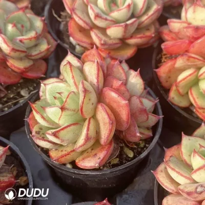 Mayorista de Dudu Tipo de rara Echeveria Double-Headed Beluga viven naturales Las plantas suculentas