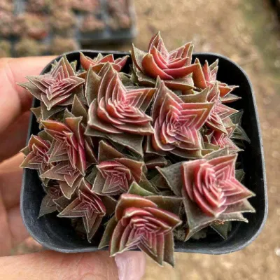 Las plantas suculentas Crassula Corymbulosa plantas suculentas real