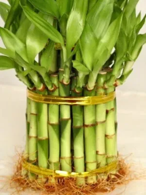 Torre Bambú trenzado S3 Lucky Bamboo suculentas Vivero Mayorista de jardinería
