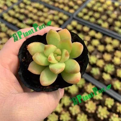Cnplantport pequeños Suculents Mayoreo Interior decoración del hogar plantas vivas Japonés Bonsai Nursery