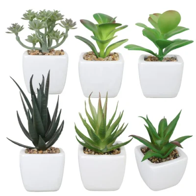 Suculentas pequeñas plantas Mini Succulent POTS decoración del hogar