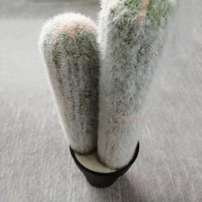 Plantas suculentas de Cactus artificial plantas cerámicas para decoración