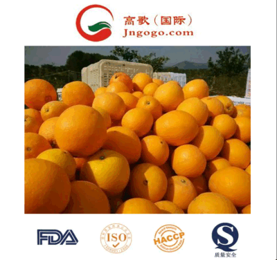 Naranjas de mandarina de calidad superior: Frescas de China