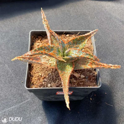 Guardería baratos Flamingo Aloe Natural plantas Succulentes vivas