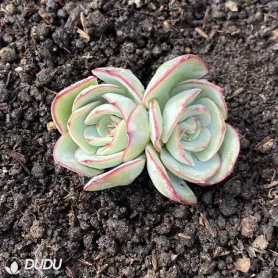 Mayorista de Dudu Paramera doble cabeza Echeveria vivir Natural suculentos