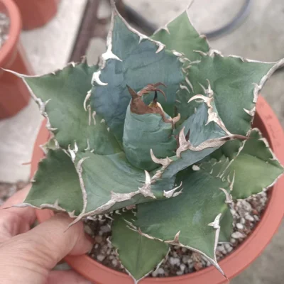 Alta calidad viva Agave Ovatifolia Japanese USA plantas vivas Interior Los Succulents del cuarto de niños