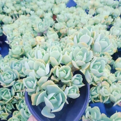 Las plantas suculentas las plantas suculentas real Starburst Aeonium