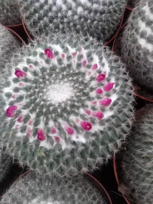 Mammillaria Hahniana Cactus Home suculentas plantas para la venta decoración Jardinería