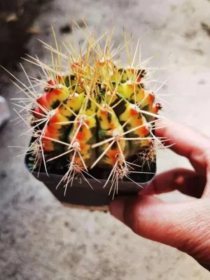 Bonsai de interior ornamentales Gymnocalycium Cactus plantas vivas