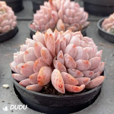 Mayorista Colorful raro favor Doble cabeza Echeveria Natural Live Succulent Plantas