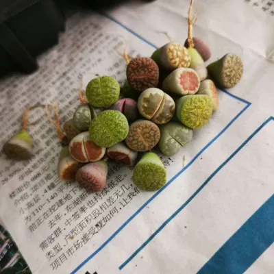 Planta suculenta Mini Indoor Lithops planta mayorista