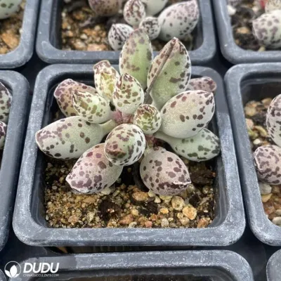 Dudu Belleza baratos Interior Adromischus cooperi V. Festivus Adromischus Natural vivo Suculent