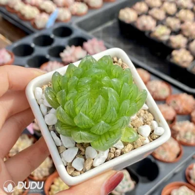 Dudu exterior Cymbiformis Var. Transens Hadworthia Natural vive Succulent