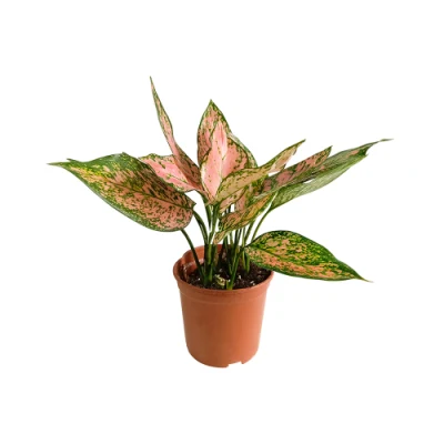 Aglaonema auspiciosa Natural Rojo de plantas vivas