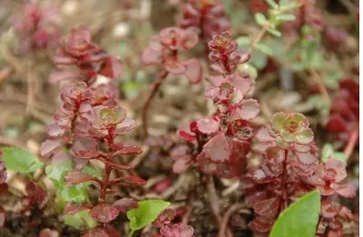 Suculentas Sedum Spurium verde plantas naturales