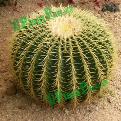 Cactus Vivero Echinocactus grusonii Bonsai Suculent planta Interior Vivo Natural