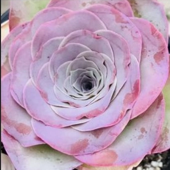 Pequeño bonsai color rosa sucesor de Wholesales