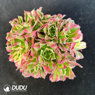 Dudu Factory Vivero Aeonium Cluster Variegated plantas suculentas para el Jardín Decorativo