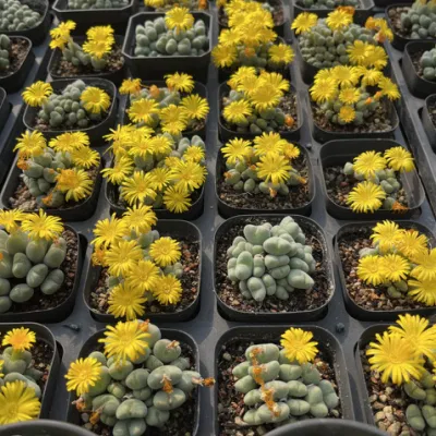 Wholesale China Lithops Conophytum Bilobum (5-20 Cabezas/Maceta) Suculenta Viva Natural.