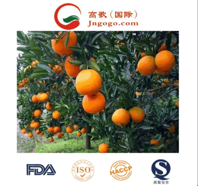 Naranjas de mandarín fresco de calidad superior (15kg-64-72/56 cartón)