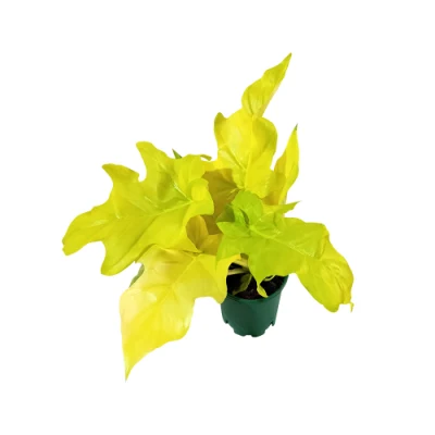 Las hojas de oro filodendro plantas Real