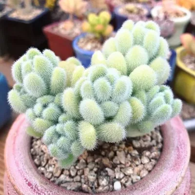 Suculento Sedum Hintonii plantas Naturales Verdes