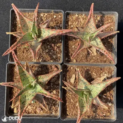 Hermoso Real Natural de Aloe Vera fantástico Polar viven las plantas suculentas
