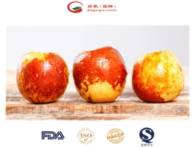 Cosecha Premium de Jujube de invierno de China