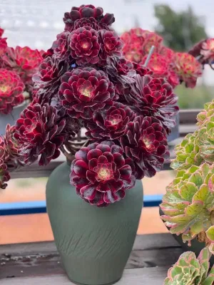Vivero mayorista Aeonium Arboreum para interiores y exteriores de la jardinería de flores de plantas suculentas