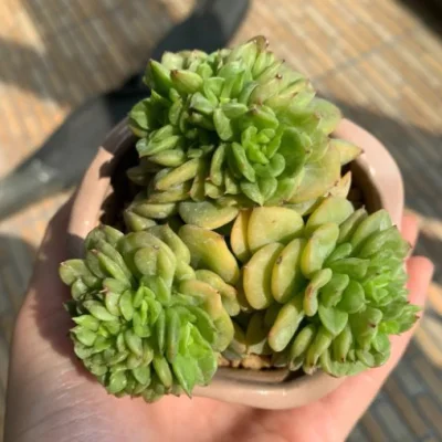 Plantas suculentas Echeveria avoides X Sedum Bonsai