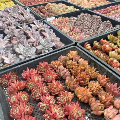 Aeonium Greenovia Dodrantalis (jadeball) Cluster Natural Live Succulent in Bulk