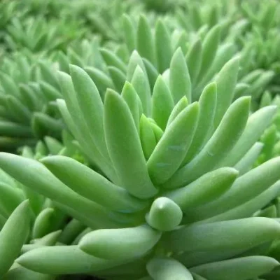 Suculentas Sedum Sediforme plantas naturales