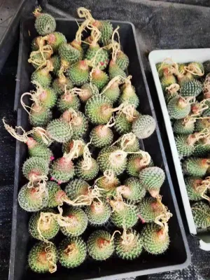 Mammillaria Hahniana Cactus Home suculentas plantas para la venta decoración Jardinería