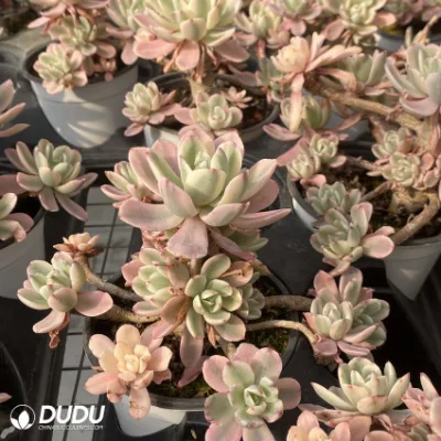 Dudu Hot Sale Festooned Vehicle Variegate Echeveria Natural Live Succulent Plantas