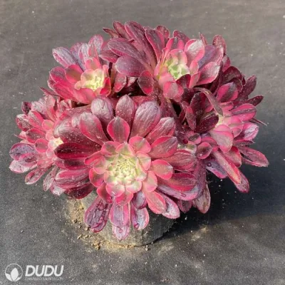 Dudu al exterior Red Copper Pot Variegate Blanco Aeonium Natural Vivo Suculento