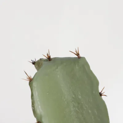 Planta de Cactus Artificial decorativo Hot Sale planta de Cactus Artificial para Decoración del hogar