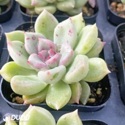 Cheap Echeveria brillante Natural suculentas Echeveria vivir a granel