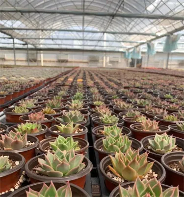 Dudu Nueva llegada Real Echeveria Wraith Doble cabeza Natural en vivo Succulent