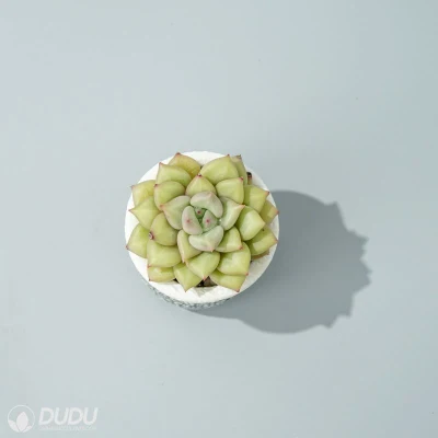 Dudu inusual barato al por mayor Marfil Echeveria Natural Live Succulent